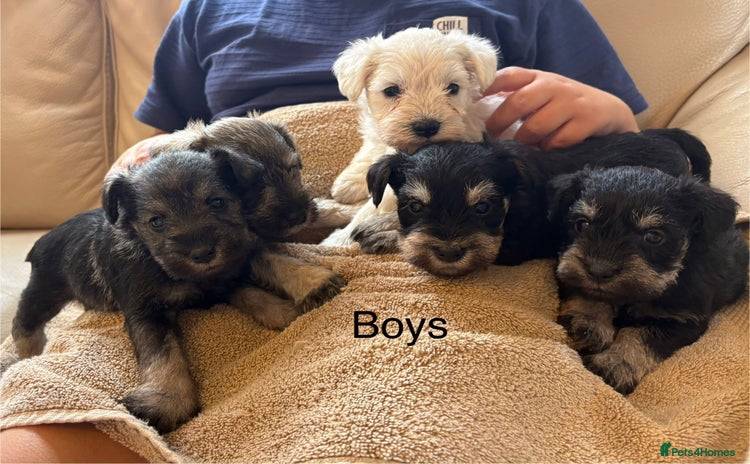 Miniature Schnauzer dogs - Advert 8