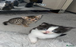Savannah cats for sale: F7 Savannah cats  - Image 3