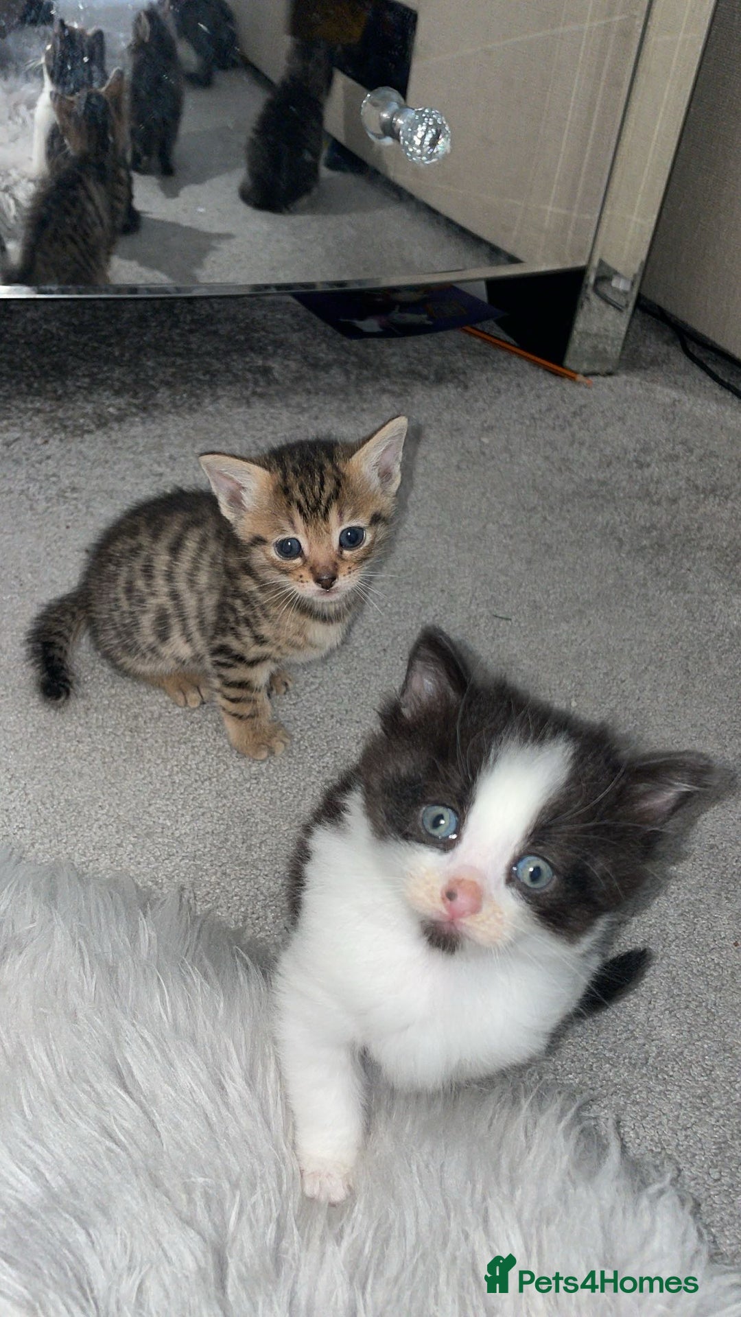 Savannah cats for sale: F7 Savannah cats  - Image 3