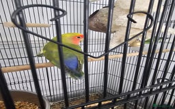 Lovebirds birds for sale: 3 baby lovebirds for sale - Image 5