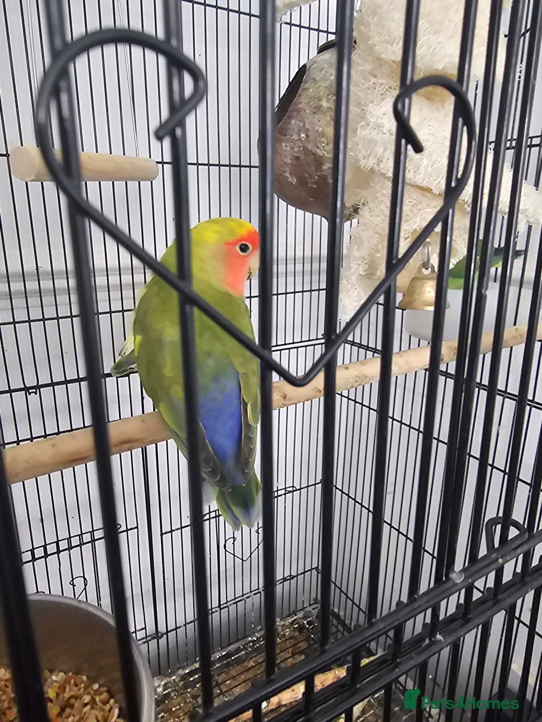 Lovebirds birds for sale: 3 baby lovebirds for sale - Image 5