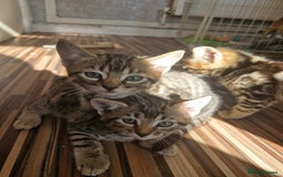 Bengal cats for sale: Bengal girls - Image 13