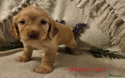 Cocker Spaniel dogs for sale: Exceptional KC Reg Working Cocker Spaniel Puppies - Image 11