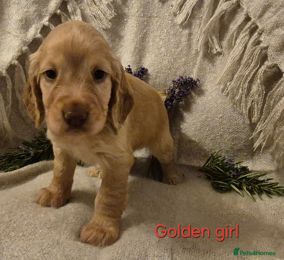 Cocker Spaniel dogs for sale: Exceptional KC Reg Working Cocker Spaniel Puppies - Image 11