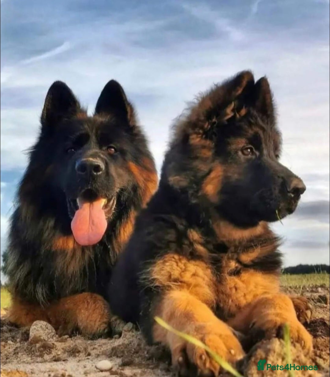 German Shepherd dogs for sale: One female left -QUALITY GSD PUPS LONG HAIR - Advert 1