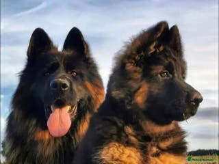 German Shepherd dogs 2 pups Available-QUALITY GSD PUPS LONG HAIR - Advert 1