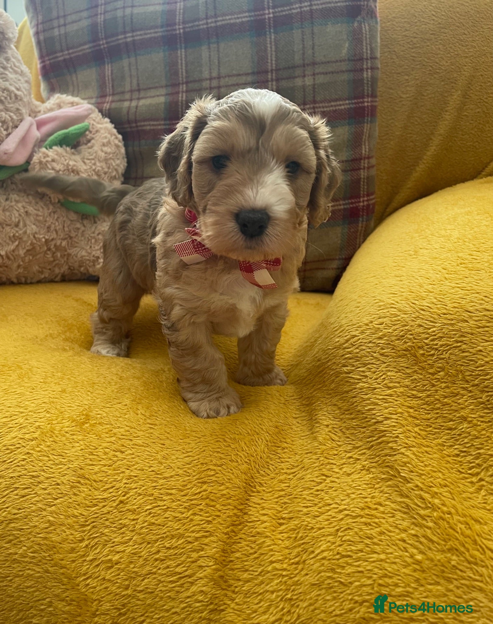 Cockapoo dogs Cockapoo Puppies 🐶💕 - Advert 1