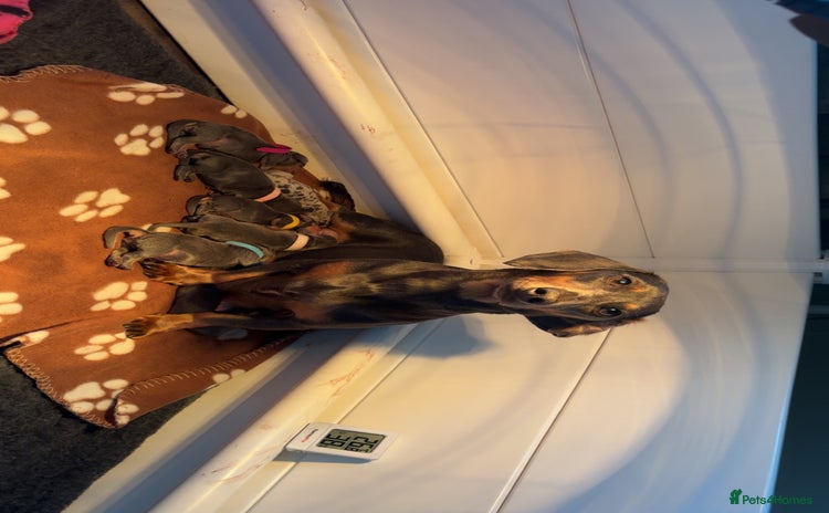 Miniature Dachshund dogs Blue & Tan Miniature Dachshund  - Advert 10