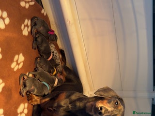 Miniature Dachshund dogs Blue & Tan Miniature Dachshund - Advert 1