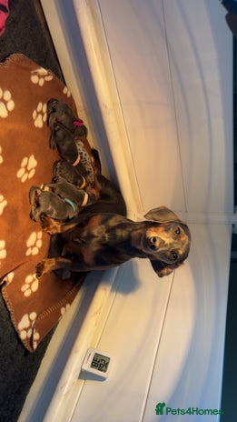 Miniature Dachshund dogs Blue & Tan Miniature Dachshund - Advert 1