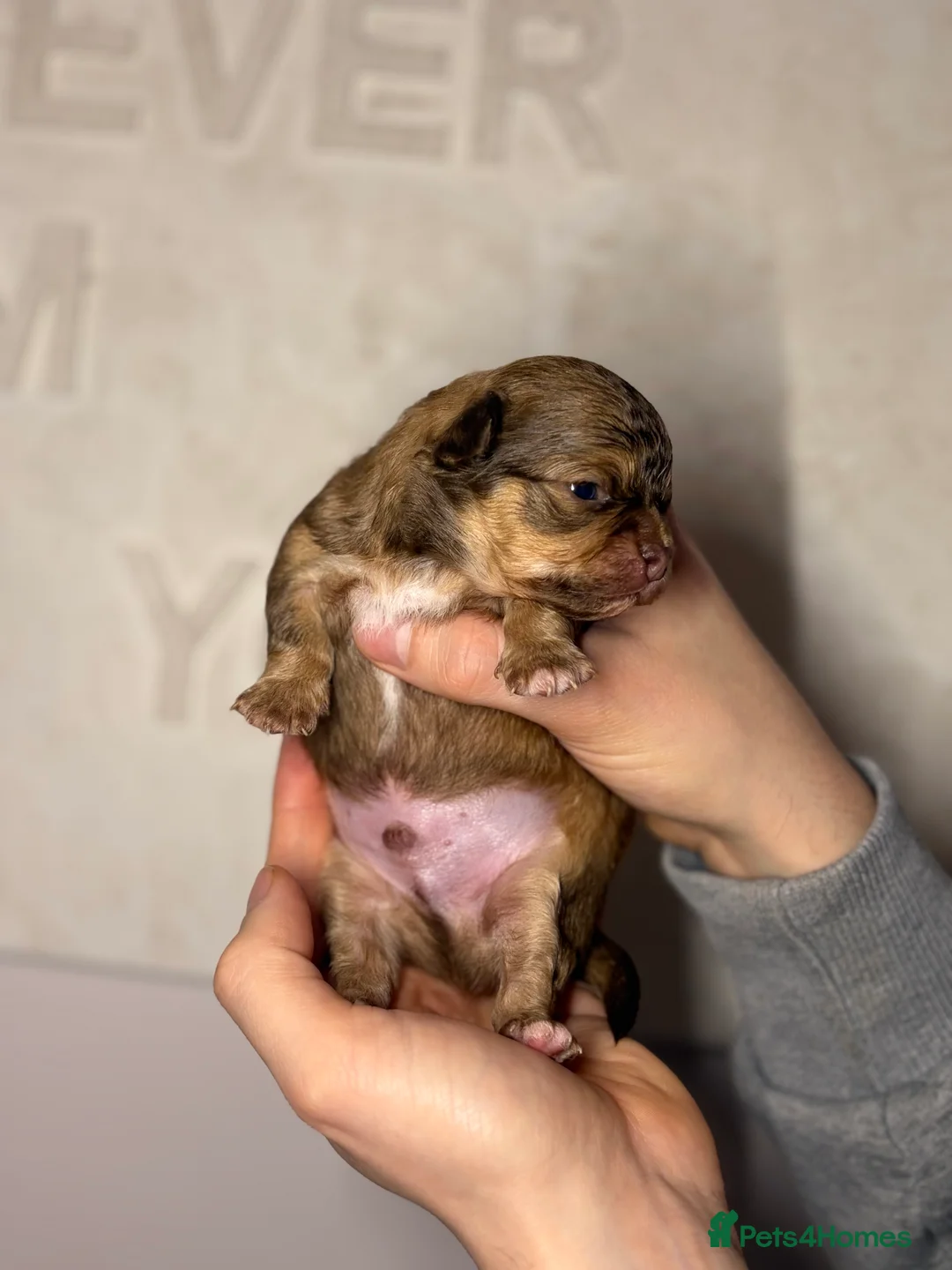 Chihuahua dogs for sale: 😍 Beautiful KC Chihuahua Puppies 😍 - Advert 11