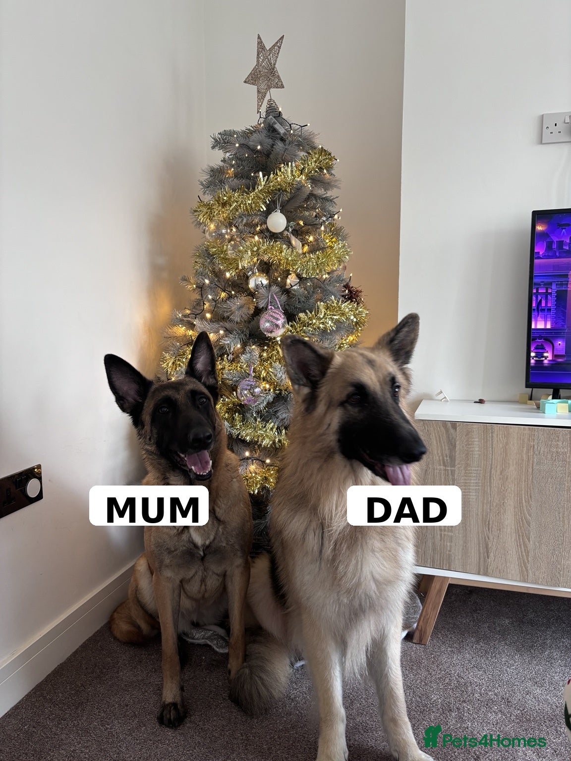 Mixed Breed dogs Malinois x GSD Puppies | Health Checked - Advert 2