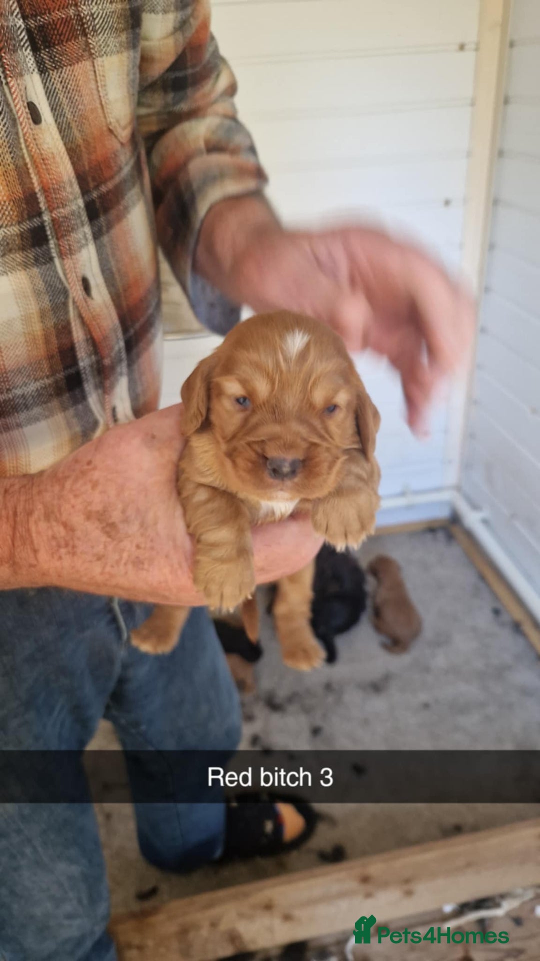Cocker Spaniel dogs for sale: red KC registered cockerspaniels - Image 4