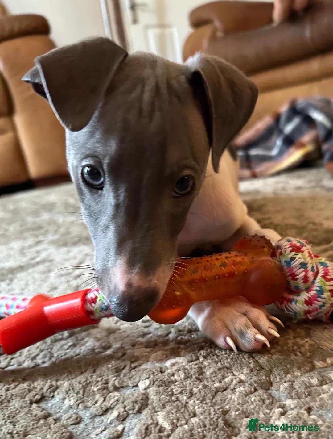 Mixed Breed dogs for sale: 🐾Reduced🐾READY NOW!!Italian x whippet pups! - Advert 2