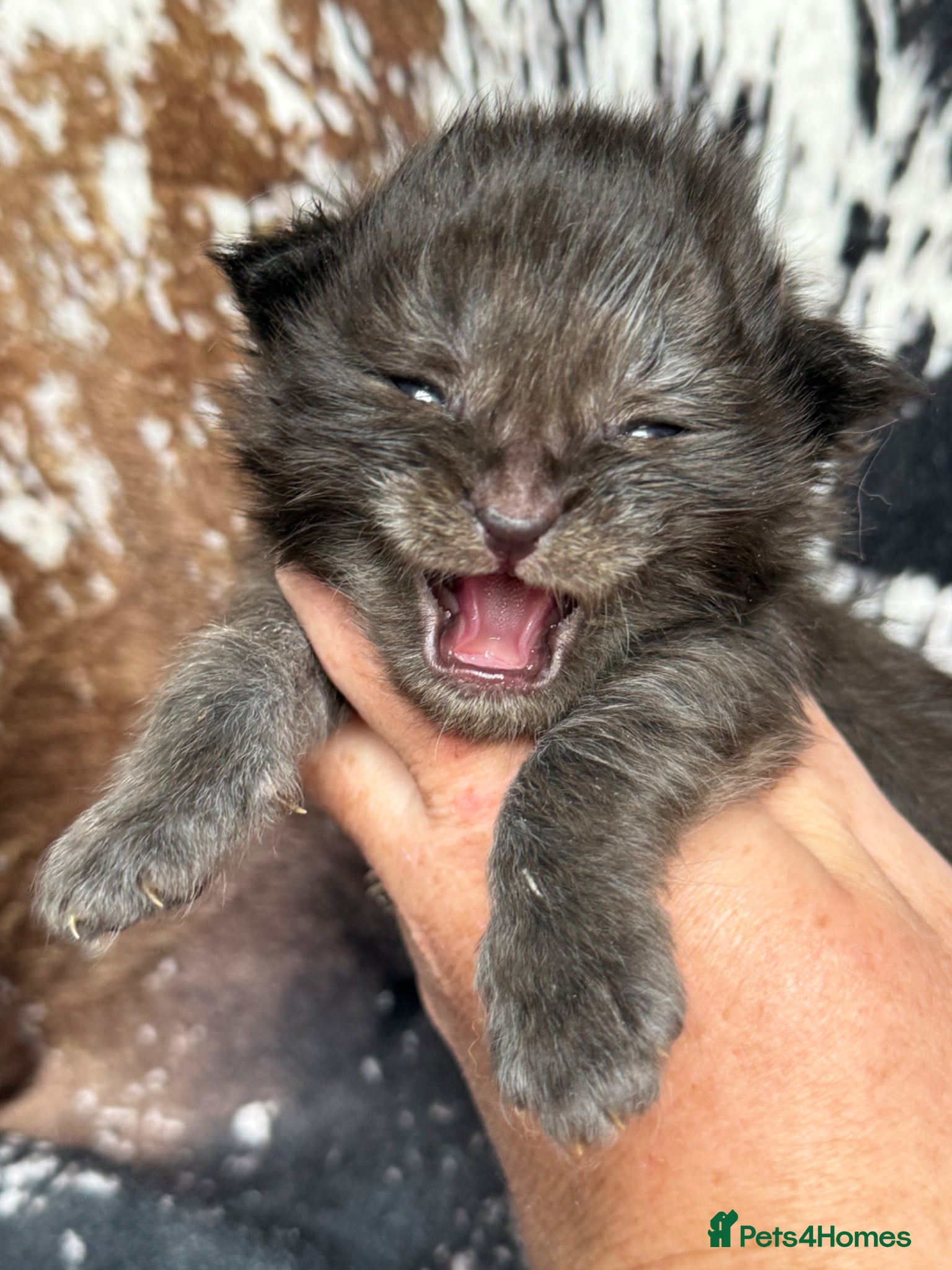Maine Coon cats ANDERPRIDE has new Cub arrivals  - Advert 2