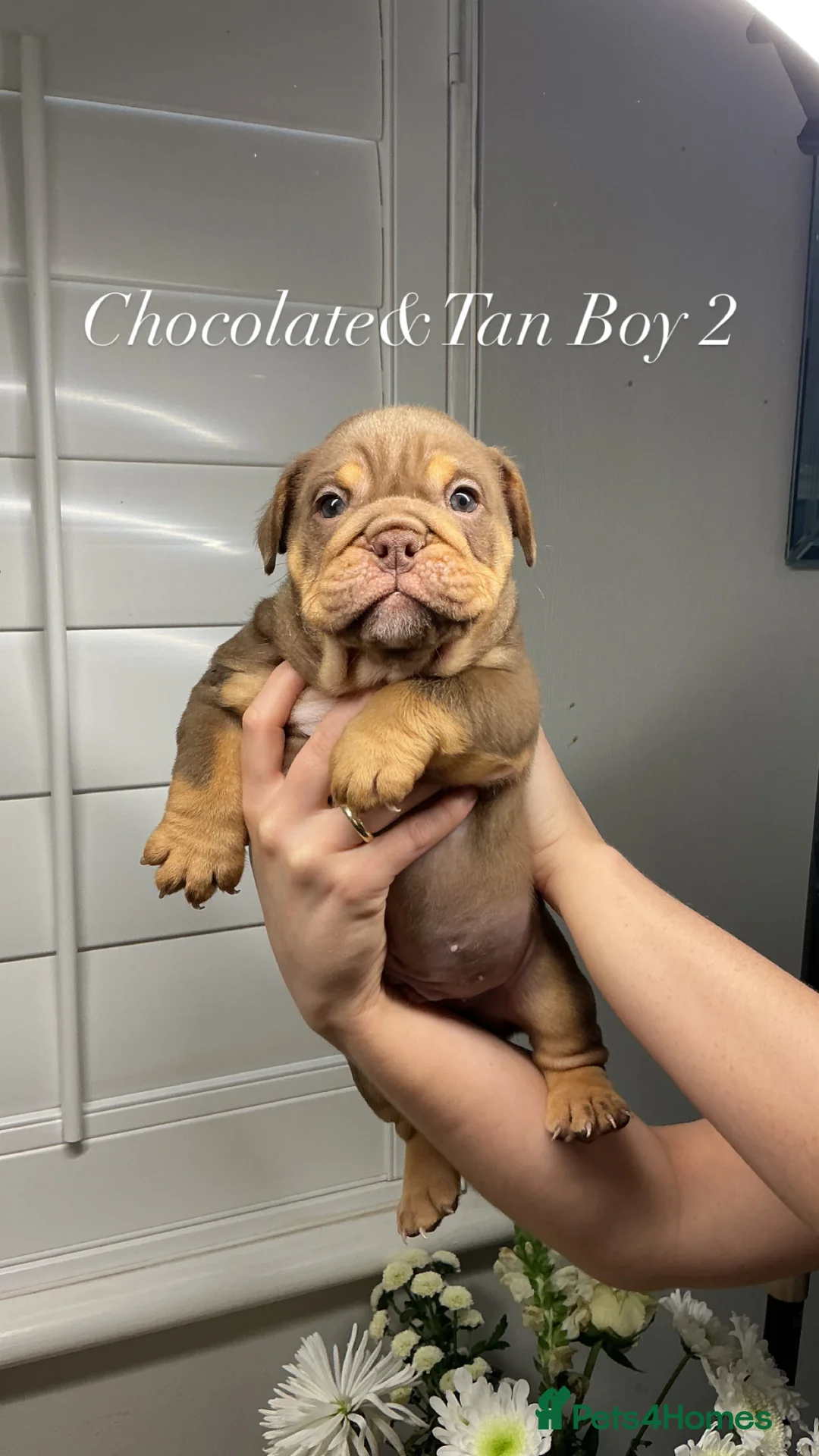 English Bulldog dogs for sale: 💙💙 4 Male Stunning English Bulldog Puppies💙💙 - Advert 2