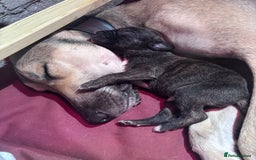 Lurcher dogs for sale: Whippet/greyhound/bull X greyhound/whippet/collieX - Image 12