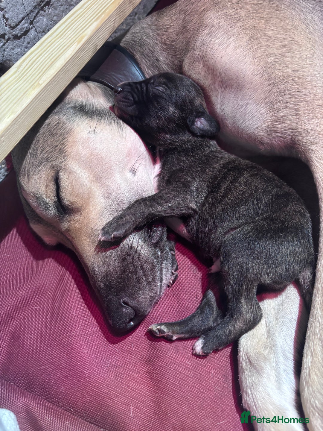 Lurcher dogs for sale: Whippet/greyhound/bull X greyhound/whippet/collieX - Image 12
