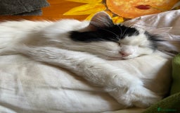 British Longhair cats for sale: Lovely longhair needs a new home - Image 5