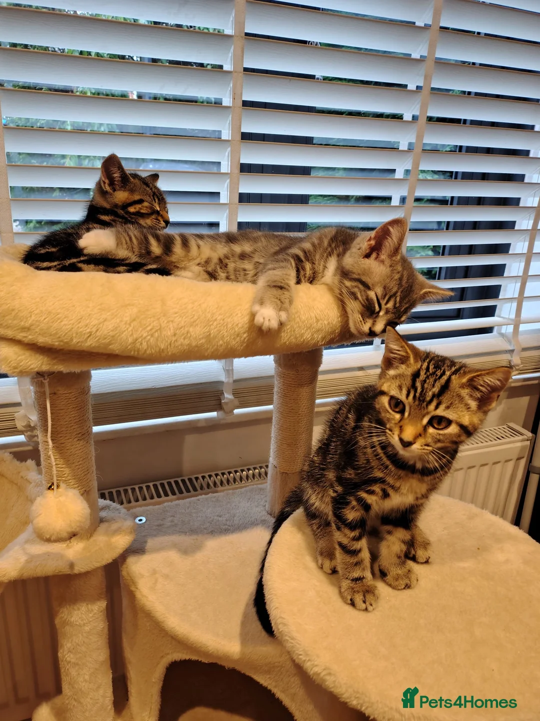 Mixed Breed cats for sale: Adorable Male Tabby Kittens for Sale 🐾 in Bordon - Advert 6