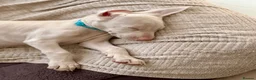 Dobermann dogs for sale: Exceptional White & Cream Doberman Puppies - Advert 40
