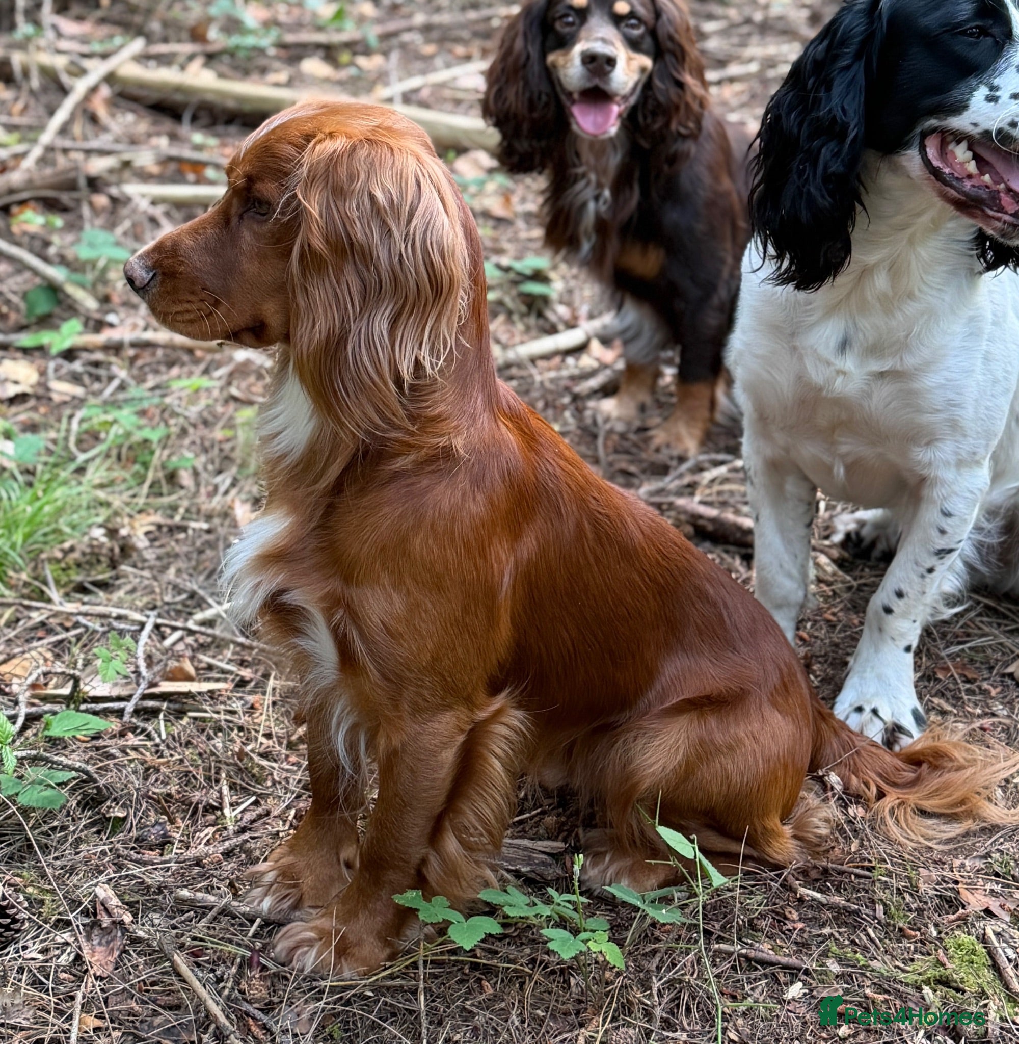 Cocker Spaniel dogs Extensively health tested. Carries tan. KC reg.  - Advert 6
