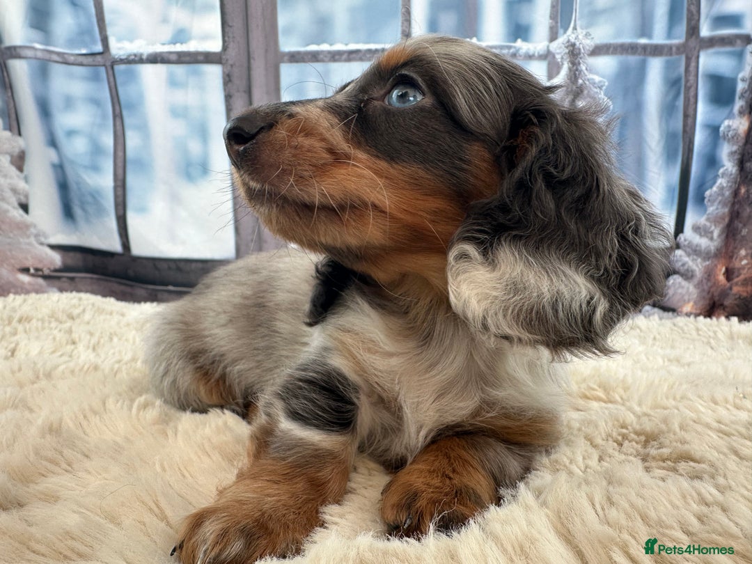 Miniature Dachshund dogs for sale: 👑 MINI LONG HAIRED DACHSHUNDS 👑 - Advert 5