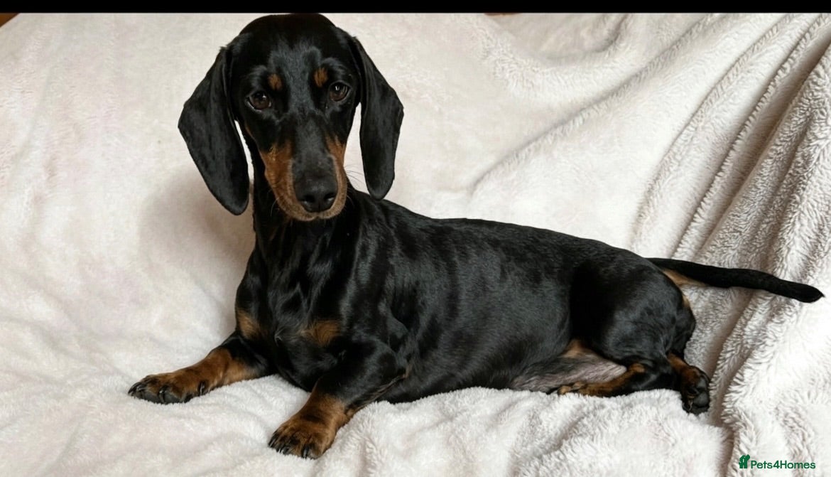 Dachshund dogs 7 beautiful dachshund puppies  - Advert 2