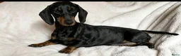 Dachshund dogs for sale: 7 beautiful dachshund puppies  - Advert 3
