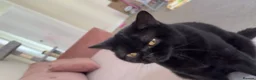British Shorthair cats for sale: Free British shorthair Female golden eyes - Advert 2