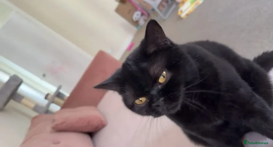 British Shorthair cats for sale: Free British shorthair Female golden eyes - Advert 2