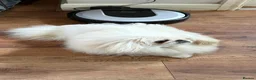 Pekingese dogs for stud: 💙kc registered proven white pekingese 💙 - Advert 5