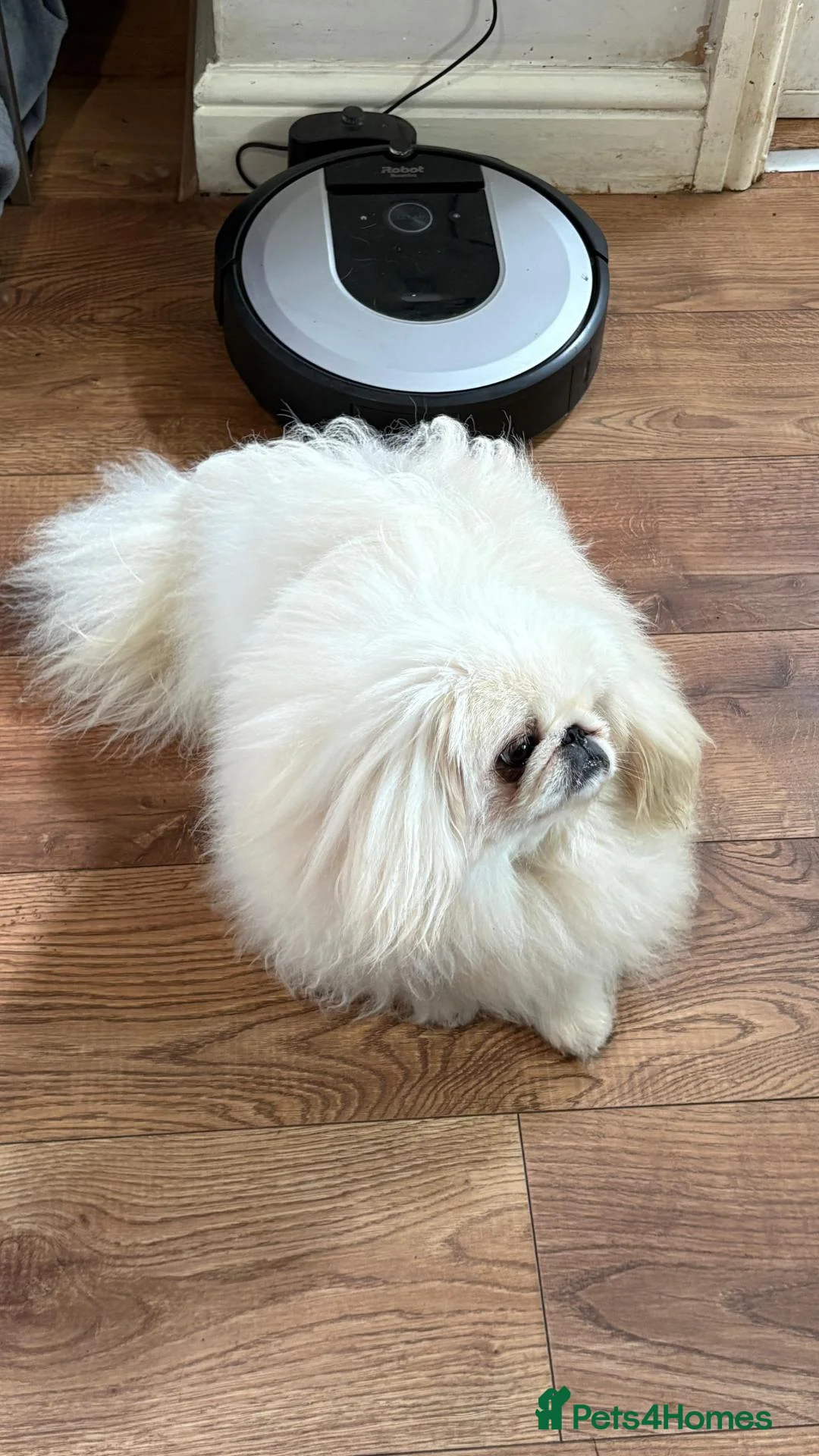 Pekingese dogs for stud: 💙kc registered proven white pekingese 💙 - Advert 5