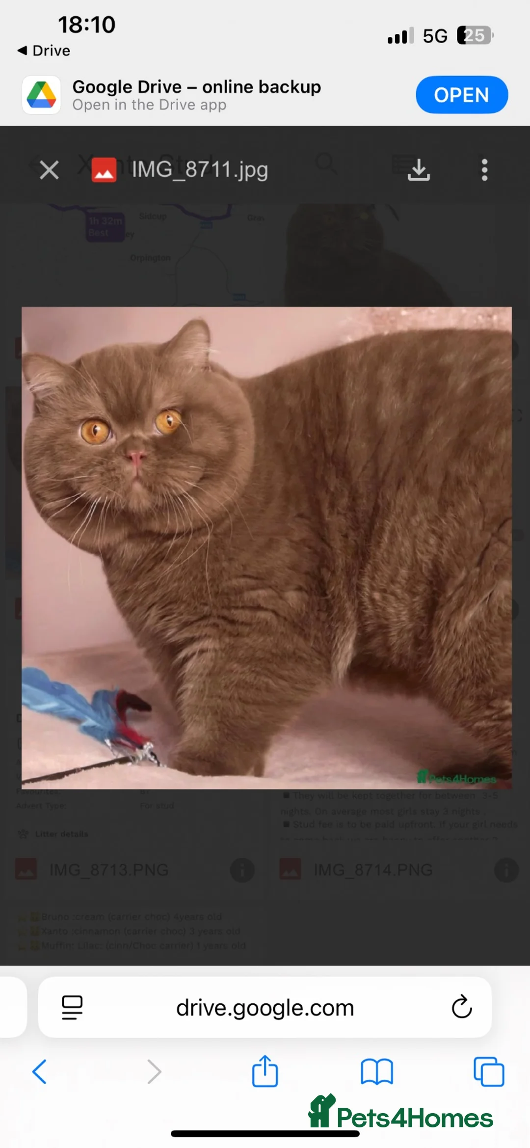 British Shorthair cats for sale: Extensively Health tested chocolate BSH male - Advert 12
