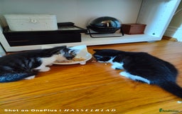 Turkish Angora cats for sale: REDUCED!!! Turkish Angora kittens for sale - Image 9