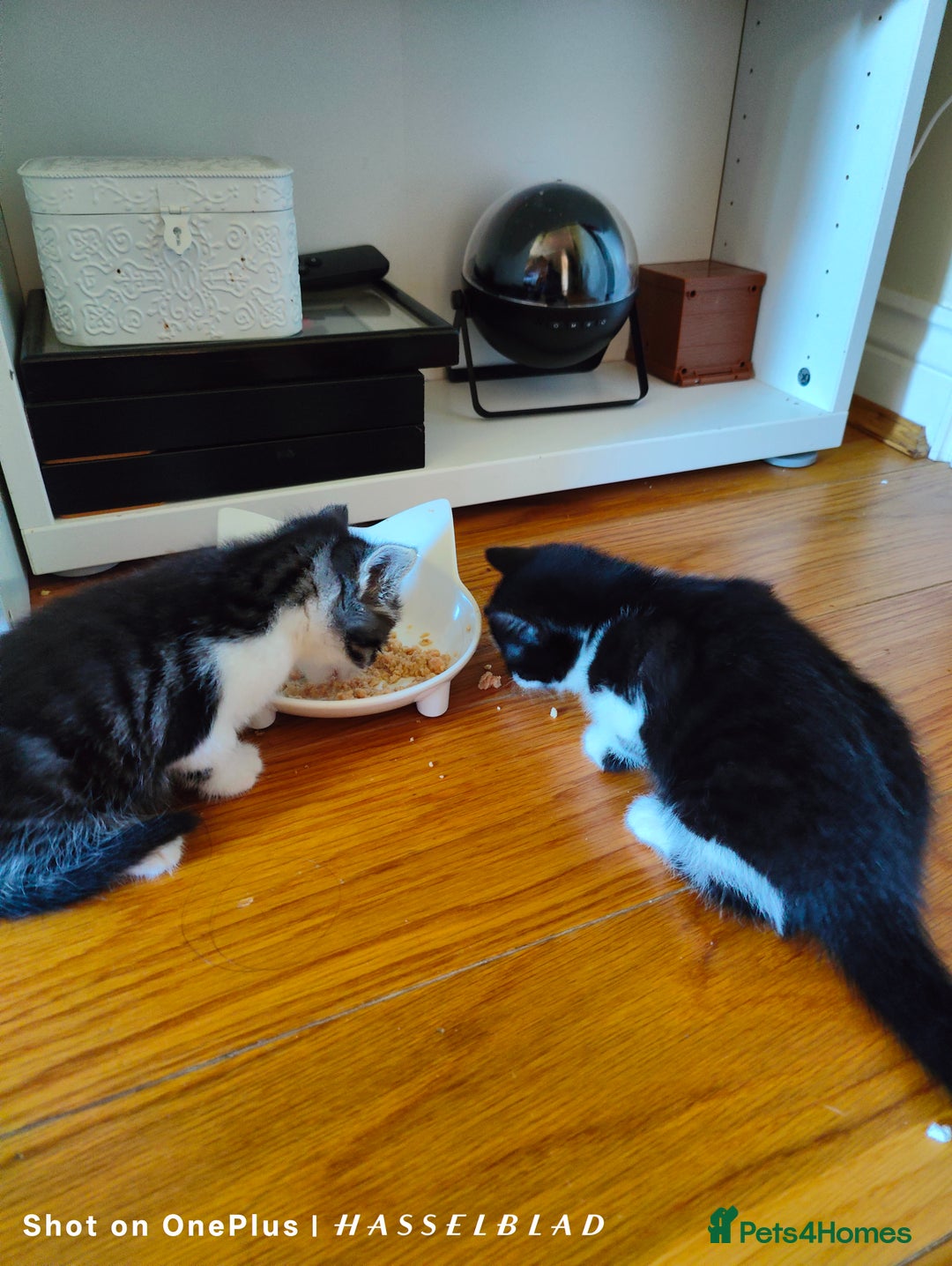 Turkish Angora cats for sale: REDUCED!!! Turkish Angora kittens for sale - Image 9