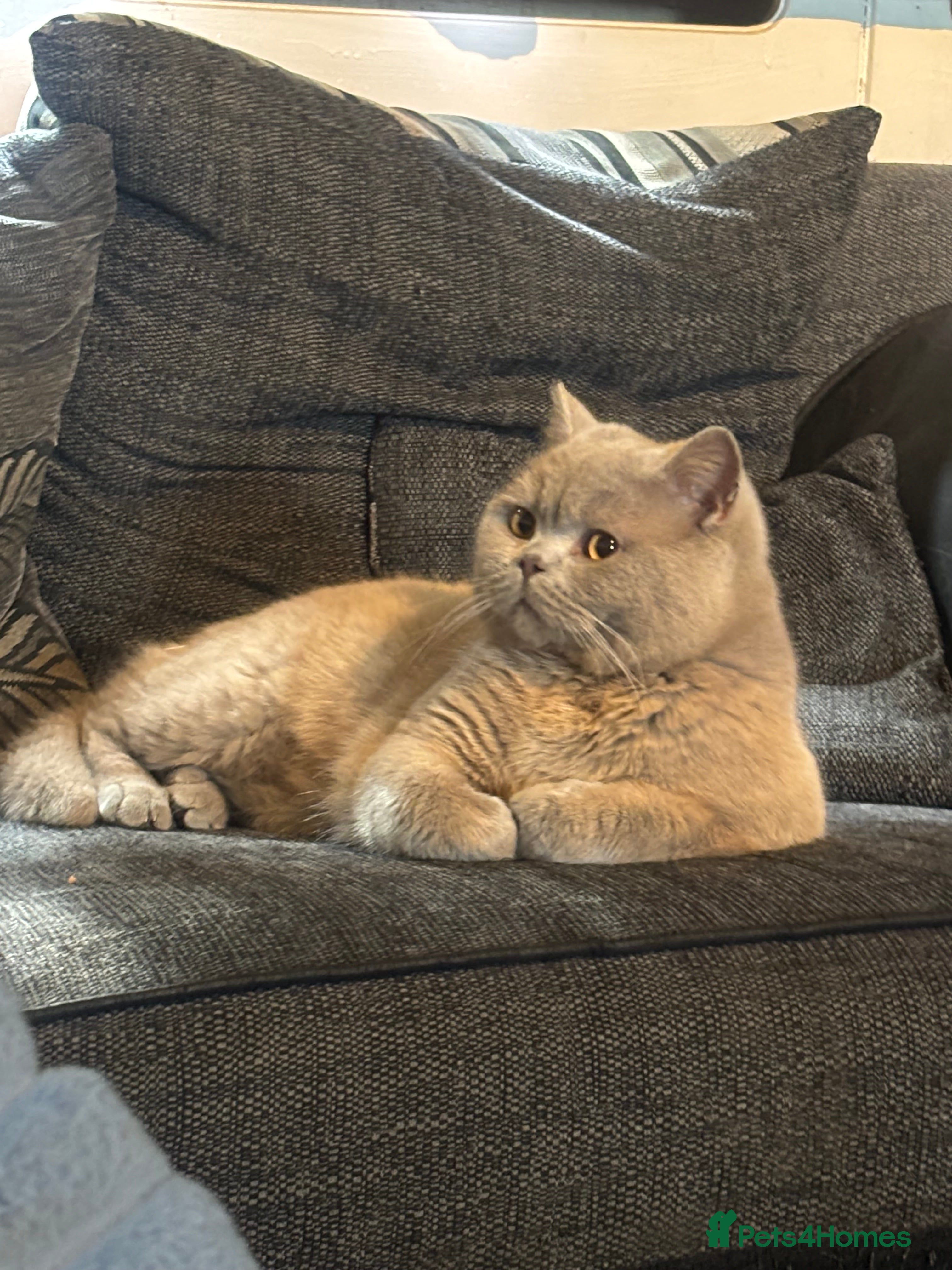 British Shorthair cats British shorthair proven stud - Advert 5