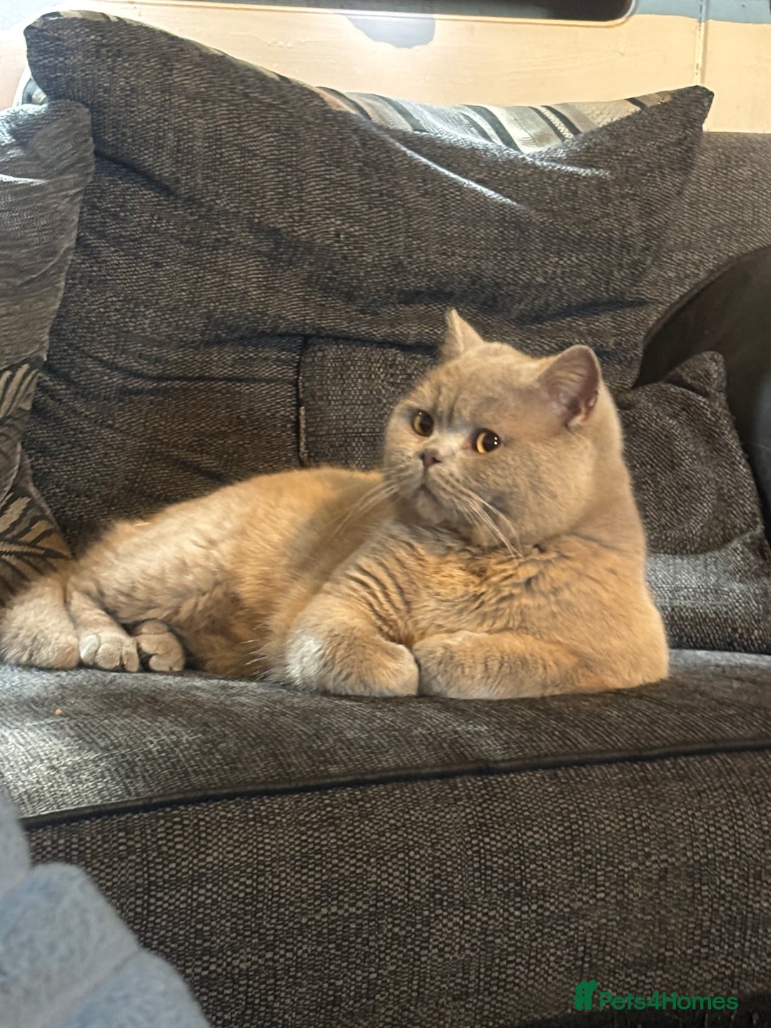 British Shorthair cats for stud: British shorthair proven stud - Advert 1