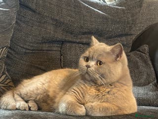 British Shorthair cats British shorthair proven stud - Advert 12