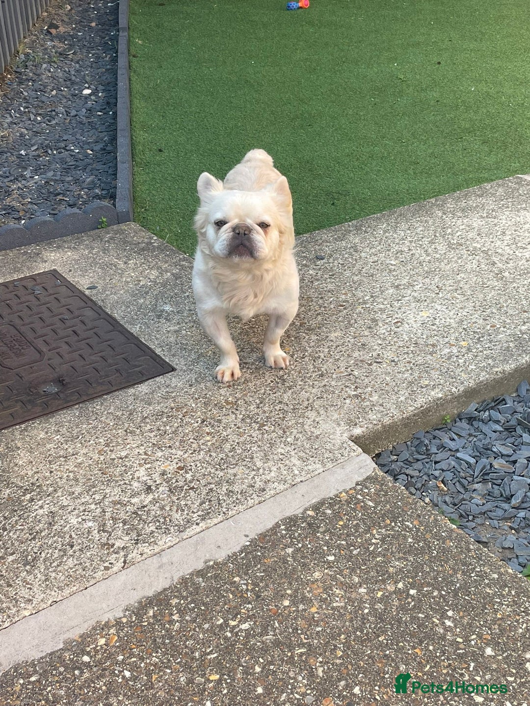 French Bulldog dogs for sale: Kc Reg French Bulldog For Sale - Advert 3