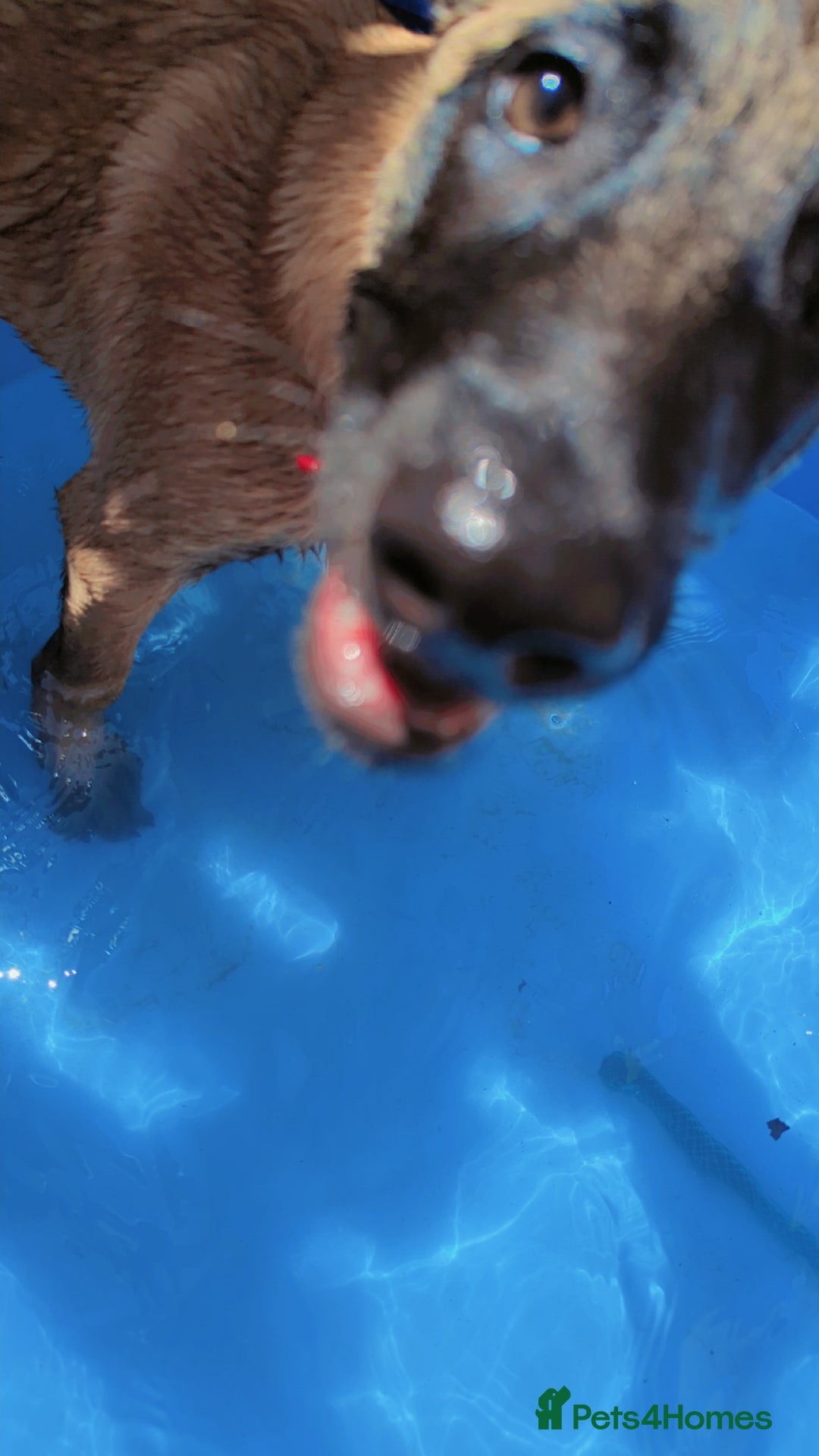 Belgian Shepherd Dog dogs for sale: Rehoming  - Image 7