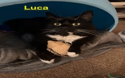 Mixed Breed cats for sale: Lovely cats for rehoming - Image 1