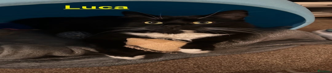 Luca