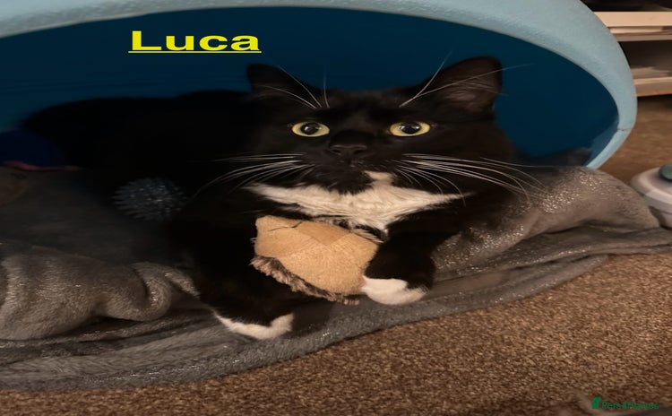 Mixed Breed cats - Advert 1