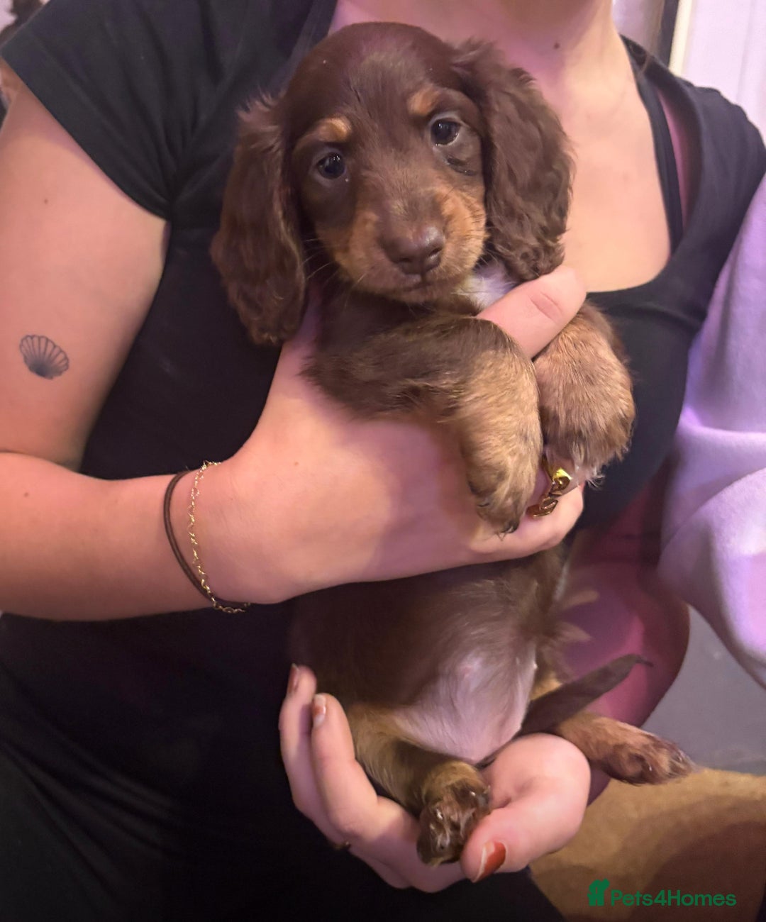 Miniature Dachshund dogs for sale: 👻🎃Miniature long coat Dachshunds 🎃👻 - Image 3