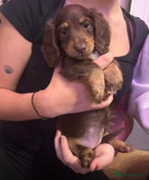 Miniature Dachshund dogs - Advert 12