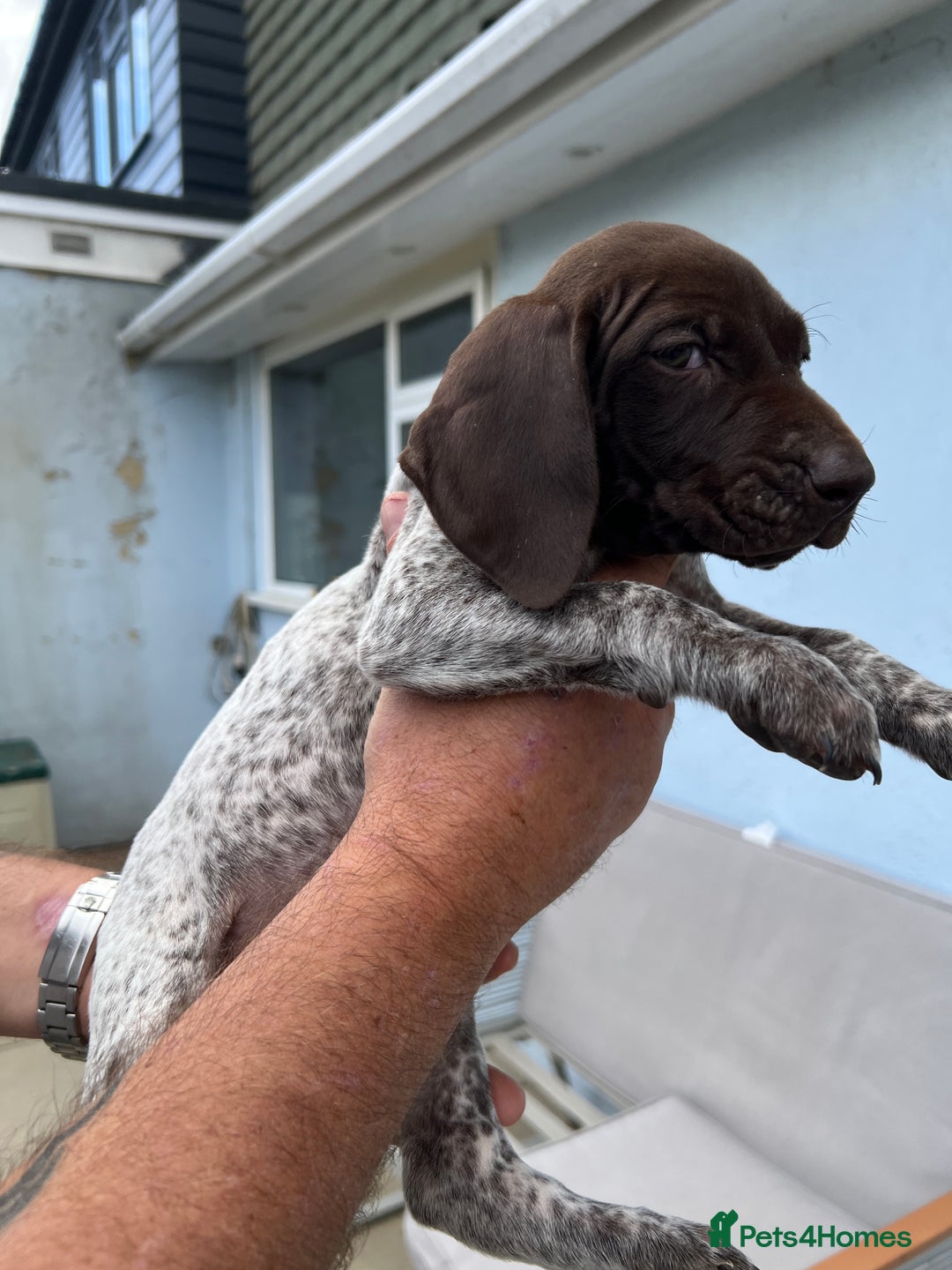 German Shorthaired Pointer dogs for sale: German shorthairs pointer - Image 5