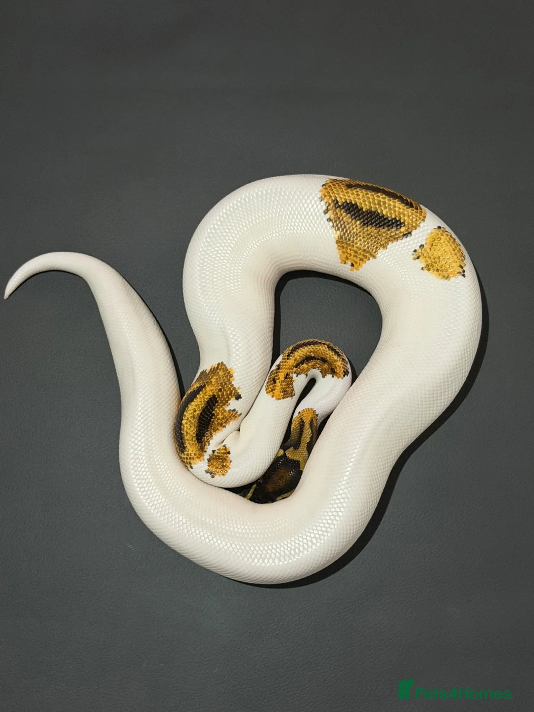 Snake reptiles for sale: 0.1 Yellowbelly Leopard Pied 50%HetLavenderAlbino  in Mansfield - Advert 2