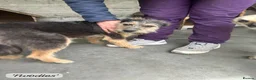 Mixed Breed dogs for adoption: Noodle, 11 months approx. Available for adoption. - Advert 22