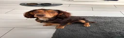 Cocker Spaniel dogs for sale: Cocker spaniel puppies  - Advert 13